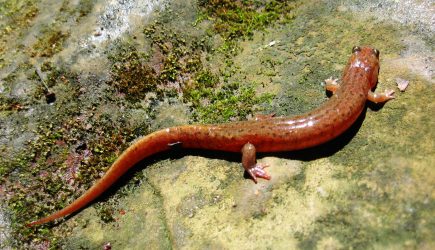 Dusky salamander at Slate Run Dusky salamander