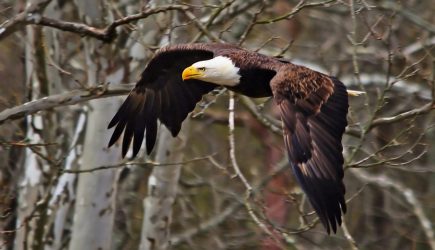 Eagle in flight through the trees at Highbanks. (Dale Miller) Eagle in flight through the trees at Highbanks.
