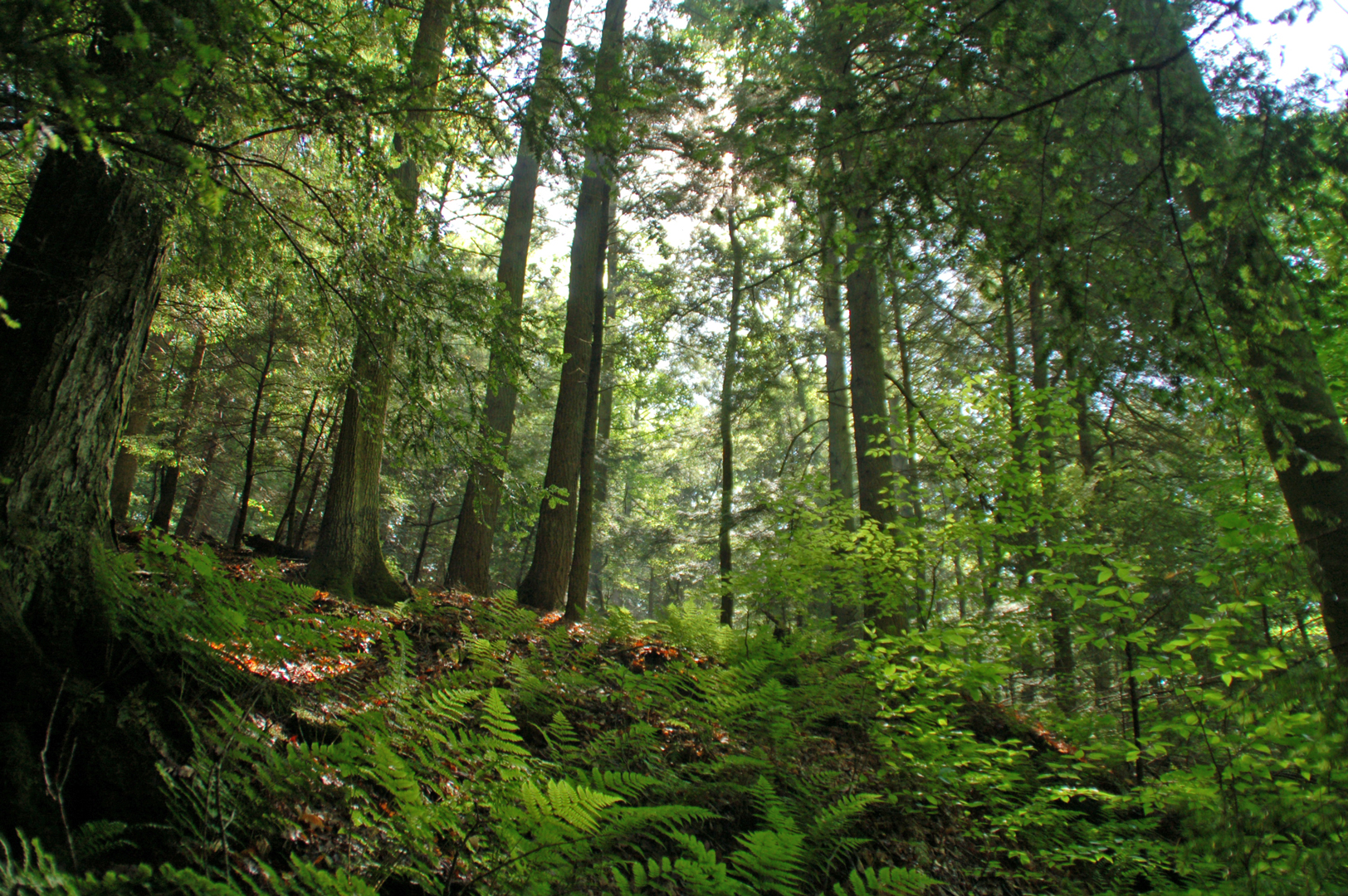 Trees and ferns off the Hemlock Trail at Clear Creek.