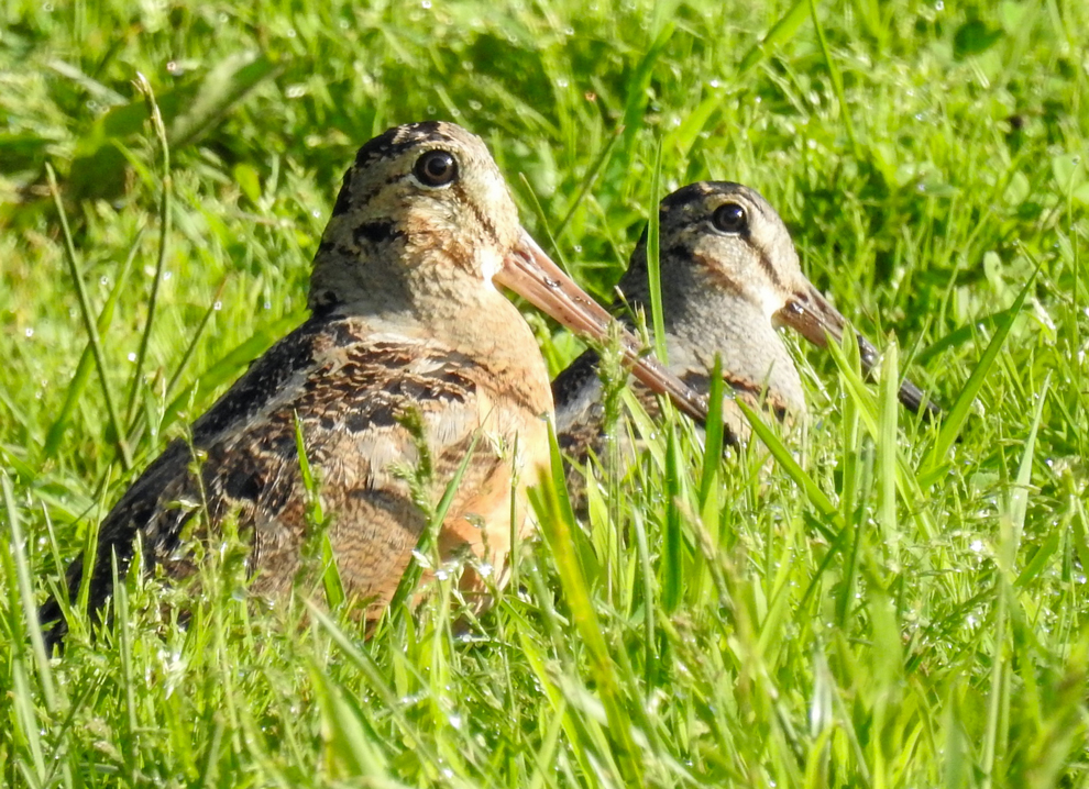 Pair of young woodcocks in meadow at Highbanks