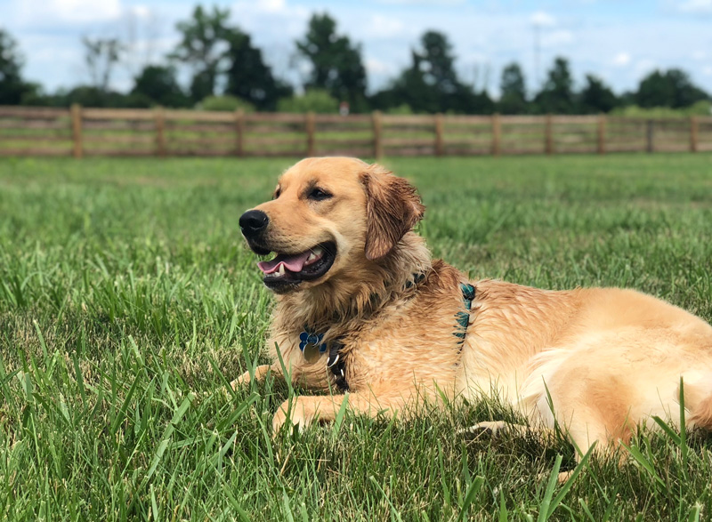 A dog lays in the dog park at Glacier Ridge