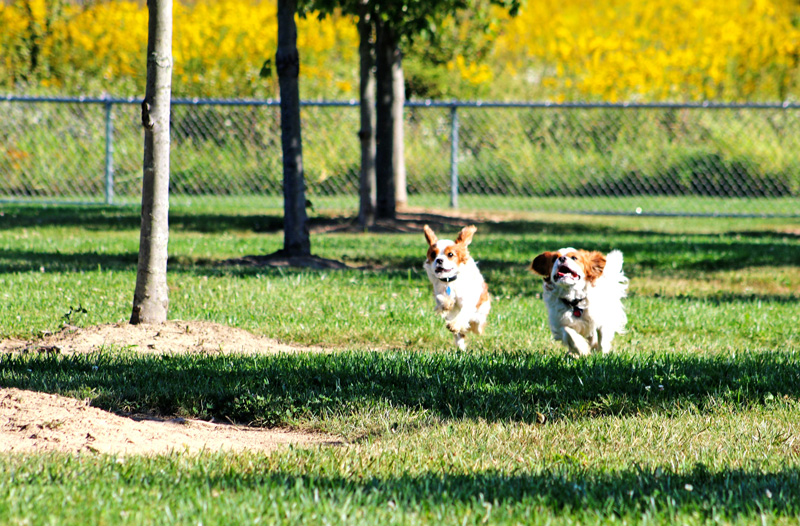 Small dogs in dog park at Walnut Woods