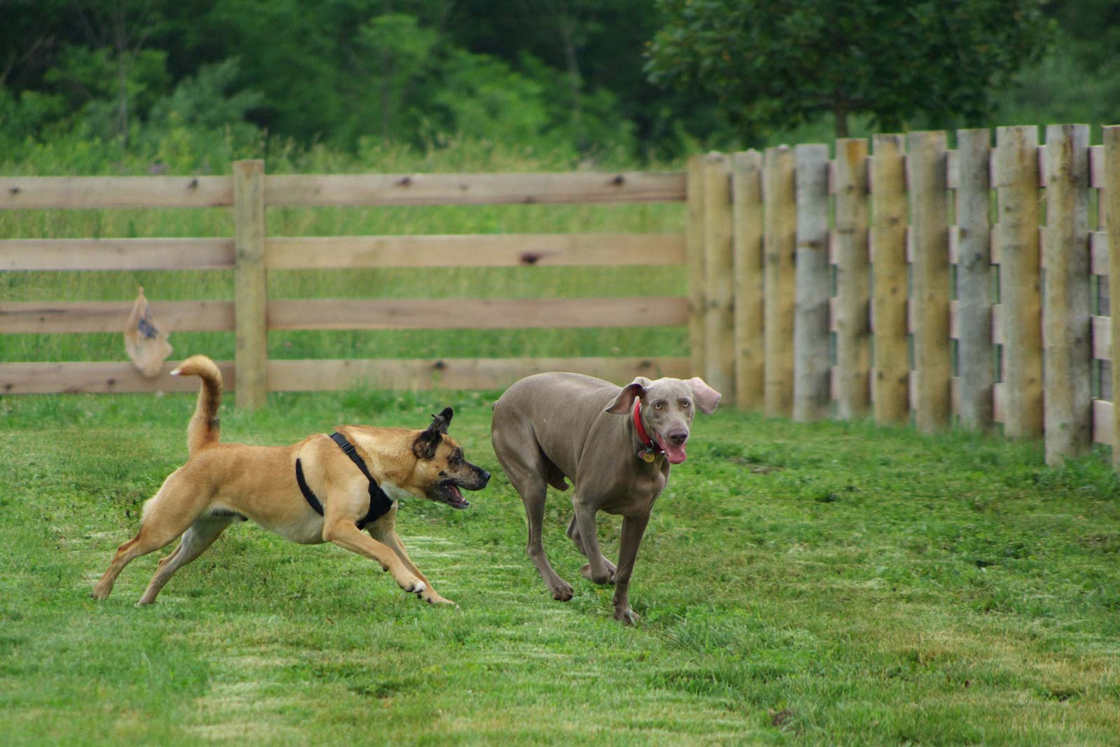 Two dogs frolic in the 5-acre dog park opened by the City of Columbus in the Sycamore Fields Area at Three Creeks Park.